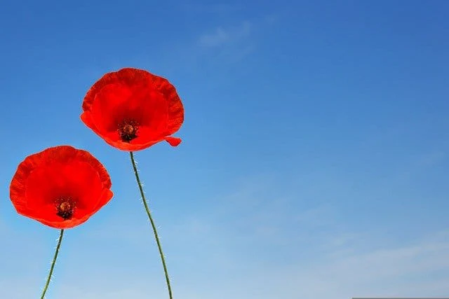 A Couple Of Poppy Flowers Poppy Poppy Flower Paint By Number Kit