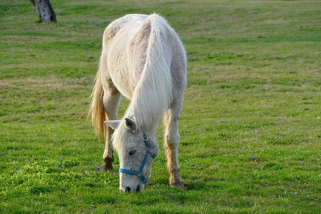 A Horse Grazing Meadow Paint By Number Kit
