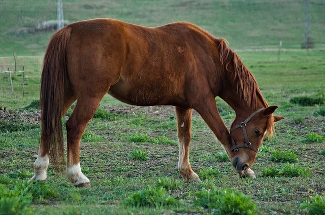 A Horse The Animal Stallion Paint By Number Kit