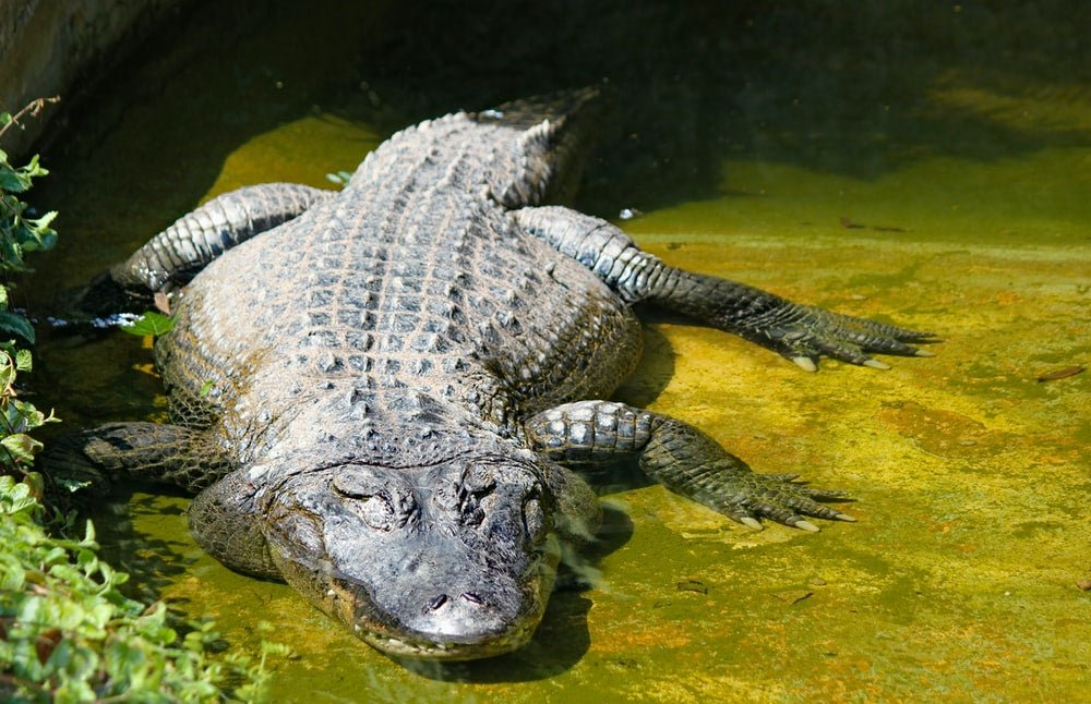 Paint By Numbers | Alligator - Adult Crocodile On Water