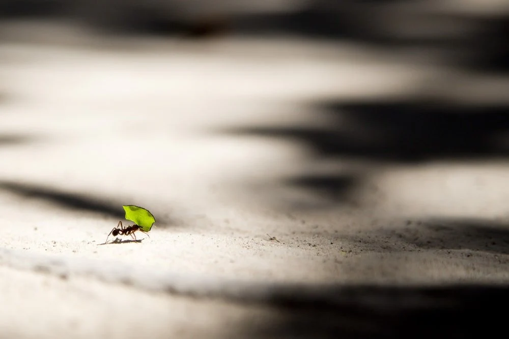 Paint By Numbers | Ant - Ant Bite Carrying Leaf