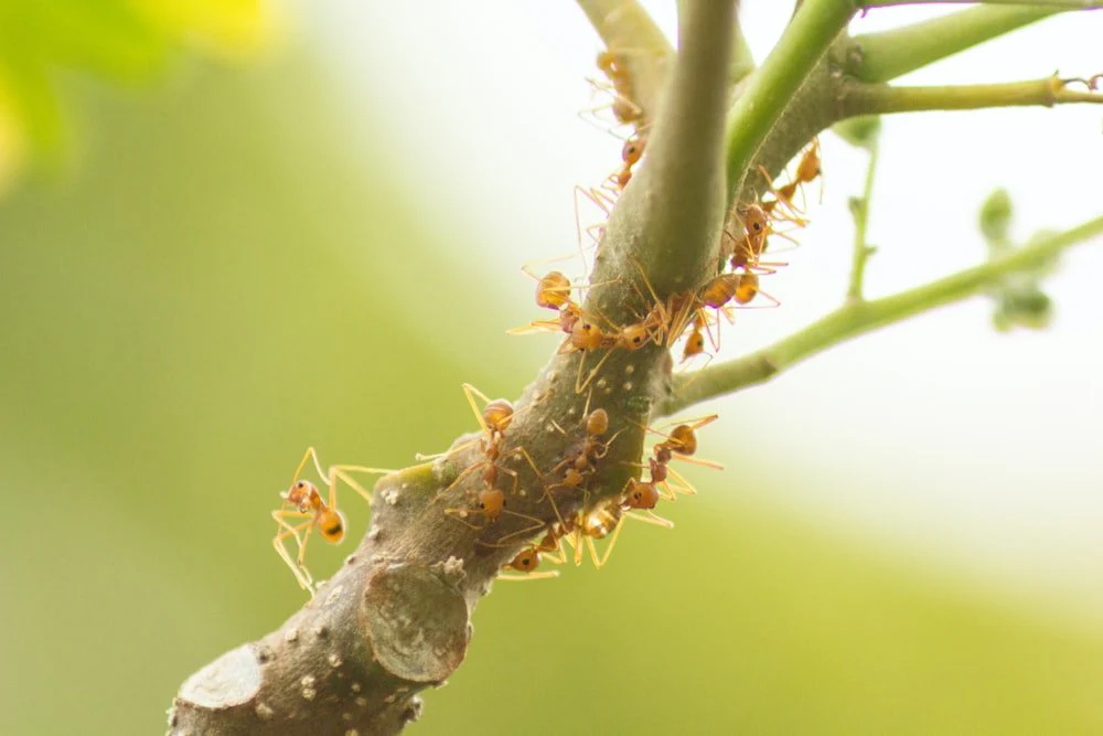 Paint By Numbers | Aphid - Ants On Tree