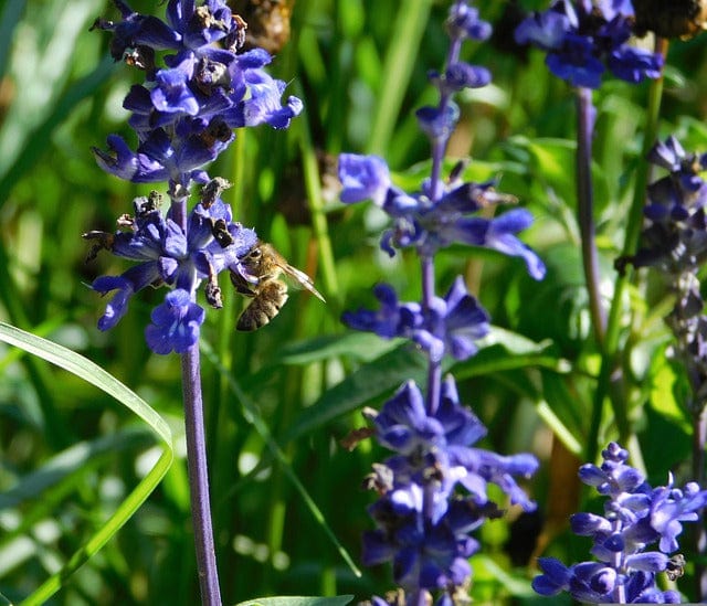 Bee Collect Pollen Collect Nectar Paint By Number Kit