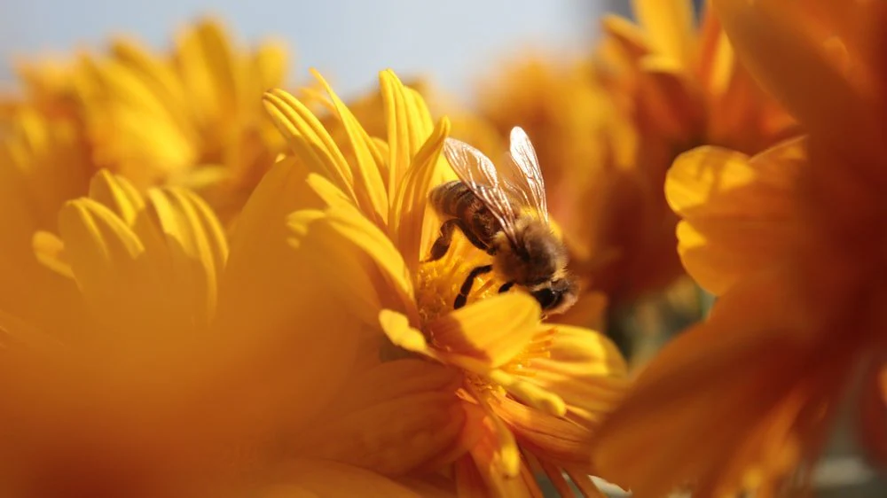 Paint By Numbers | Bee - Bee On Flowers