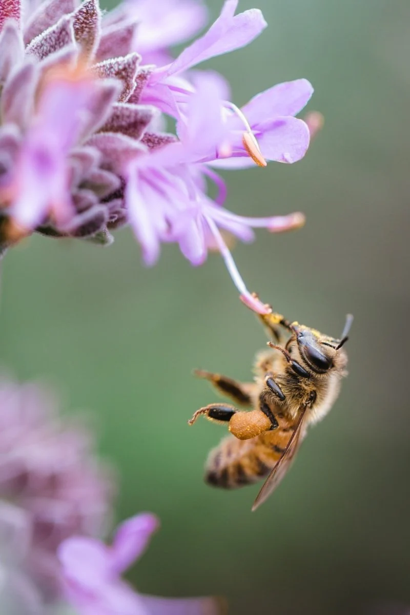 Paint By Numbers | Bee - Bee Sipping On Purple Floewr