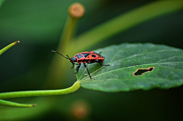 Beetle A Cobbler Bug Nature Paint By Number Kit