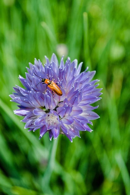 Beetle On A Flower Insect Beetle Paint By Number Kit