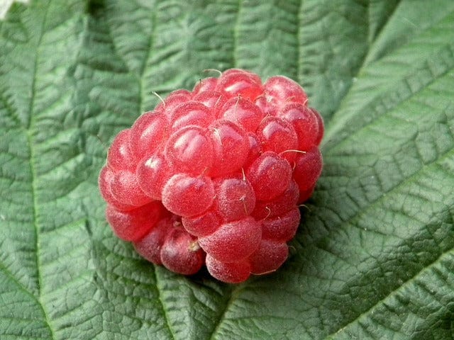 Berries Raspberry Fruit Paint By Number Kit