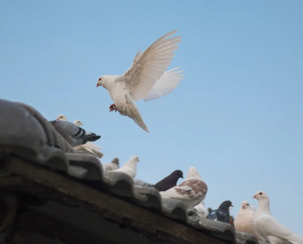 Paint By Numbers | Dove - Birds On Roof Shingle