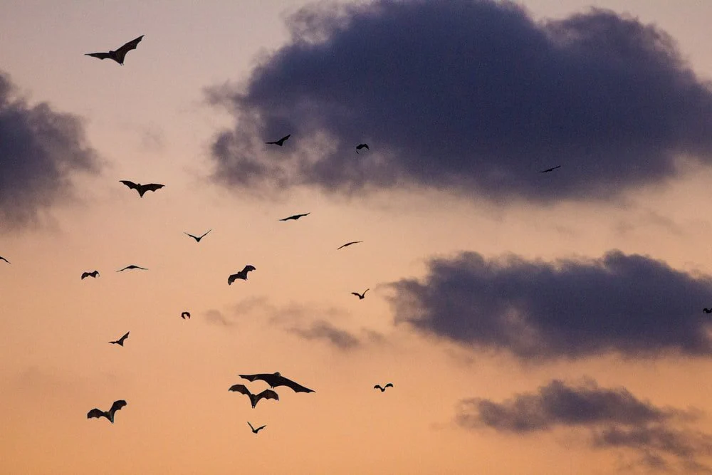 Paint By Numbers | Bat - Birds On Sky