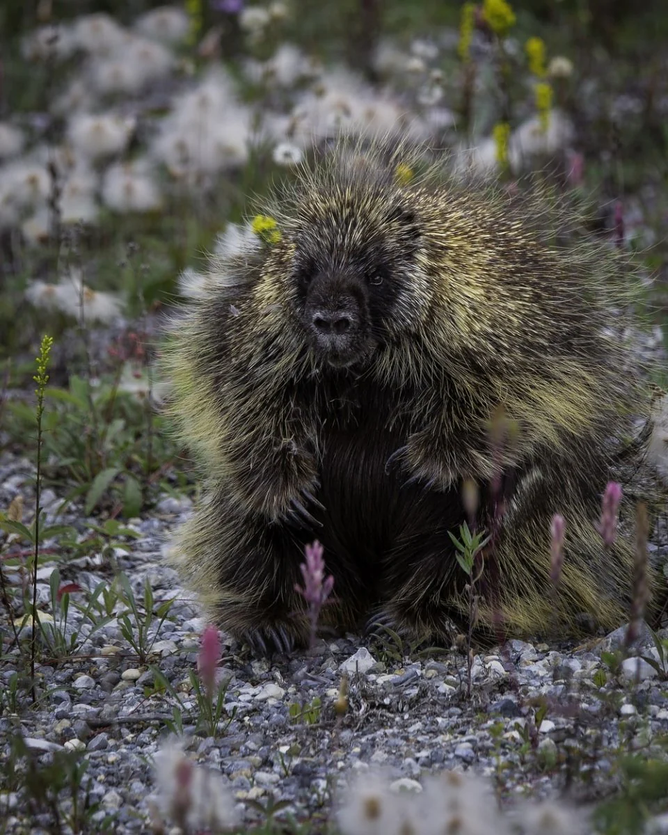 Paint By Numbers | Porcupine - Black And Brown Hedgehog On Green Grass During Daytime