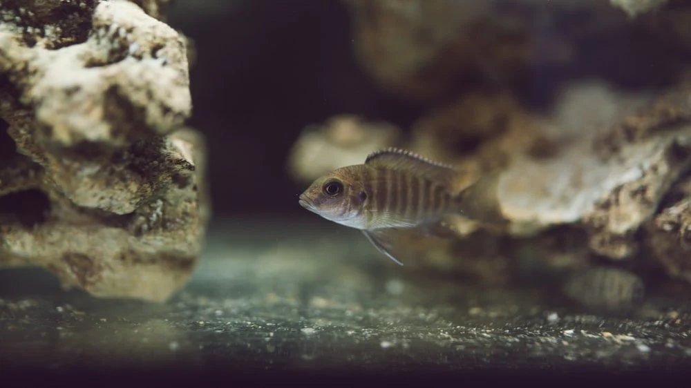 Paint By Numbers | Perch - Black And Brown Pet Fish In Underwater