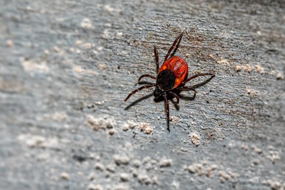 Paint By Numbers | Black Widow Spider - Black And Brown Spider On Ground