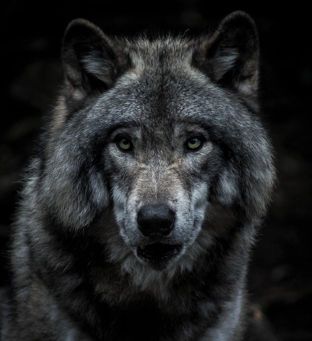 Paint By Numbers | Wolf - Black And Brown Wolf Painting