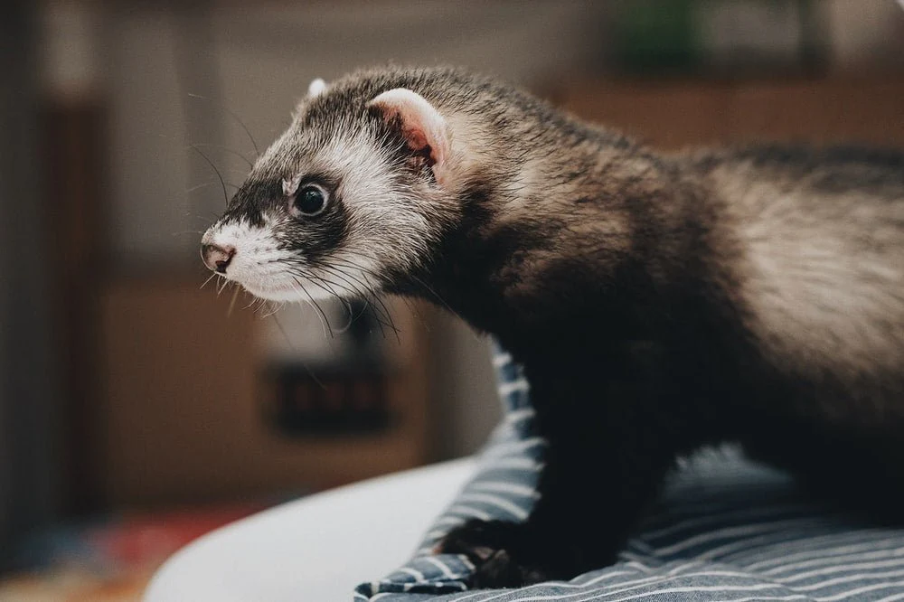 Paint By Numbers | Ferret - Black And Grey Otter Animal