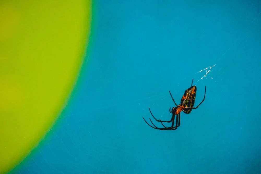Paint By Numbers | Black Widow Spider - Black And Red Spider In Shallow Focus Photography