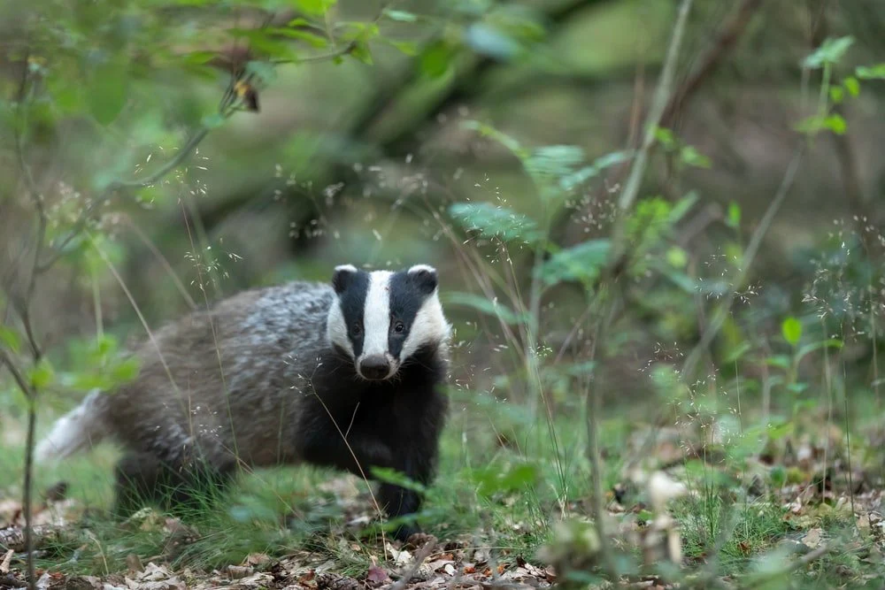 Paint By Numbers | Badger - Black And White Animal