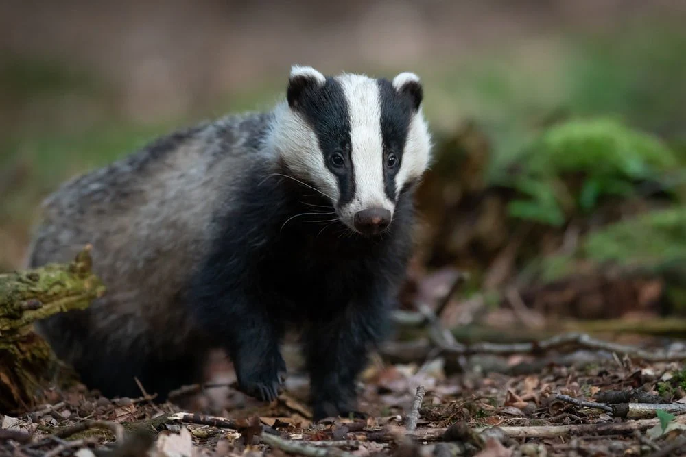 Paint By Numbers | Badger - Black And White Badger Photo