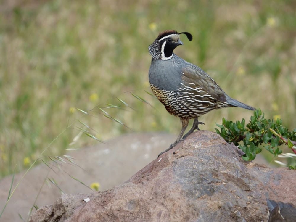 Paint By Numbers | Quail - Black And White Bird On Brown Rock During Daytime