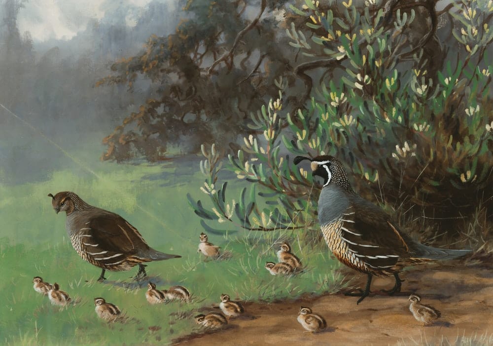 Paint By Numbers | Quail - Black And White Bird On Tree Branch Painting