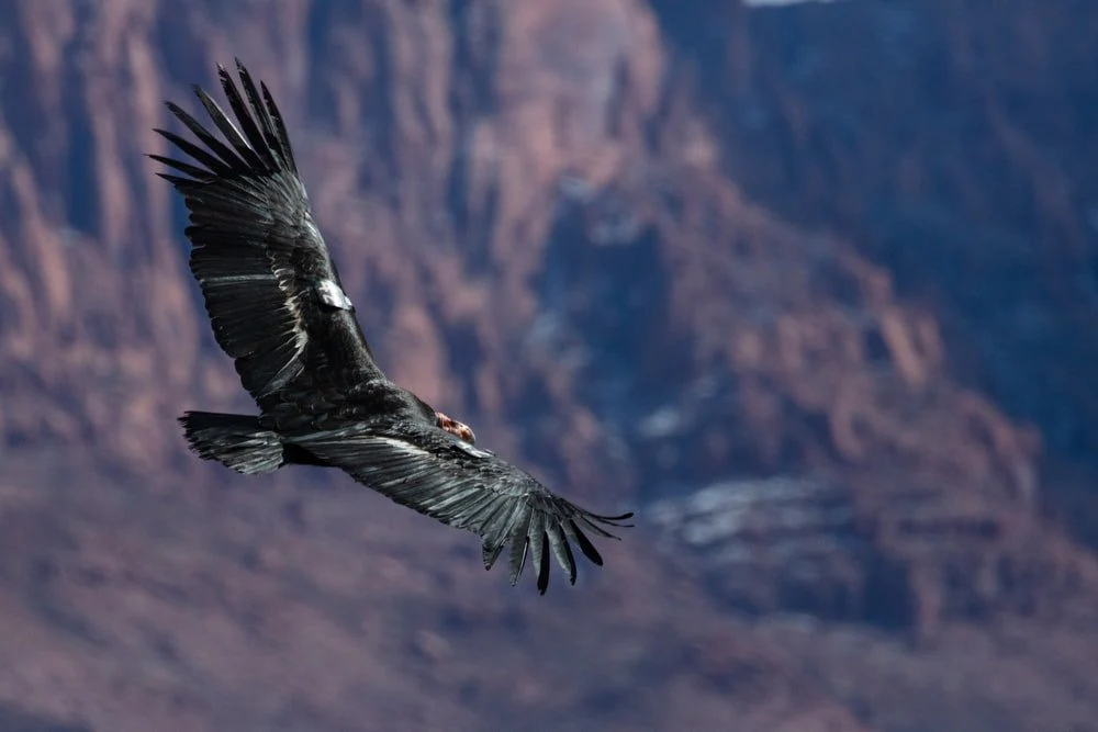 Paint By Numbers | Condor - Black And White Eagle Flying Over The Mountain During Daytime