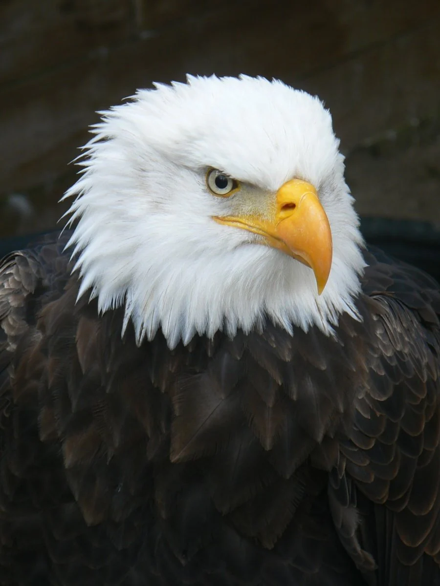 Paint By Numbers | Bald Eagle - Black And White Eagle In Close Up Photography