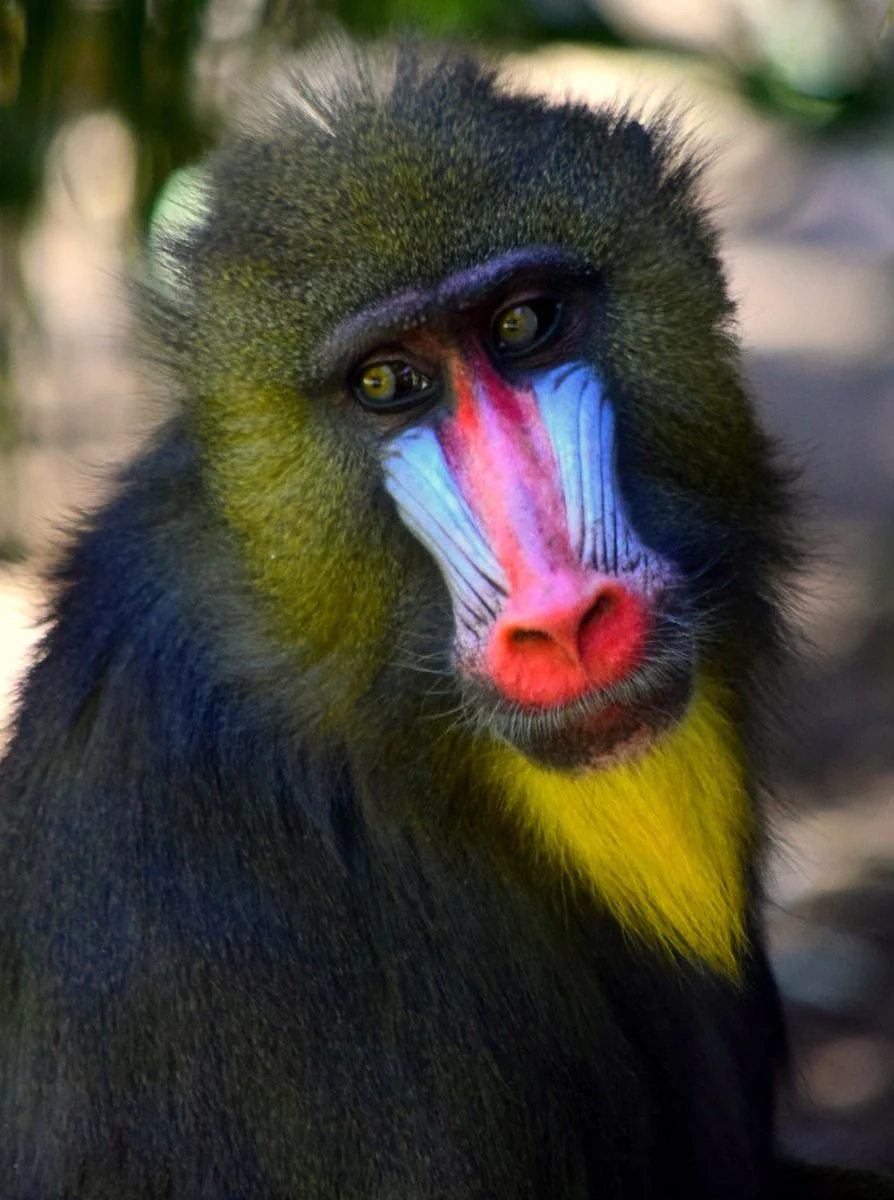 Paint By Numbers | Baboon - Black And Yellow Monkey With Tongue Out