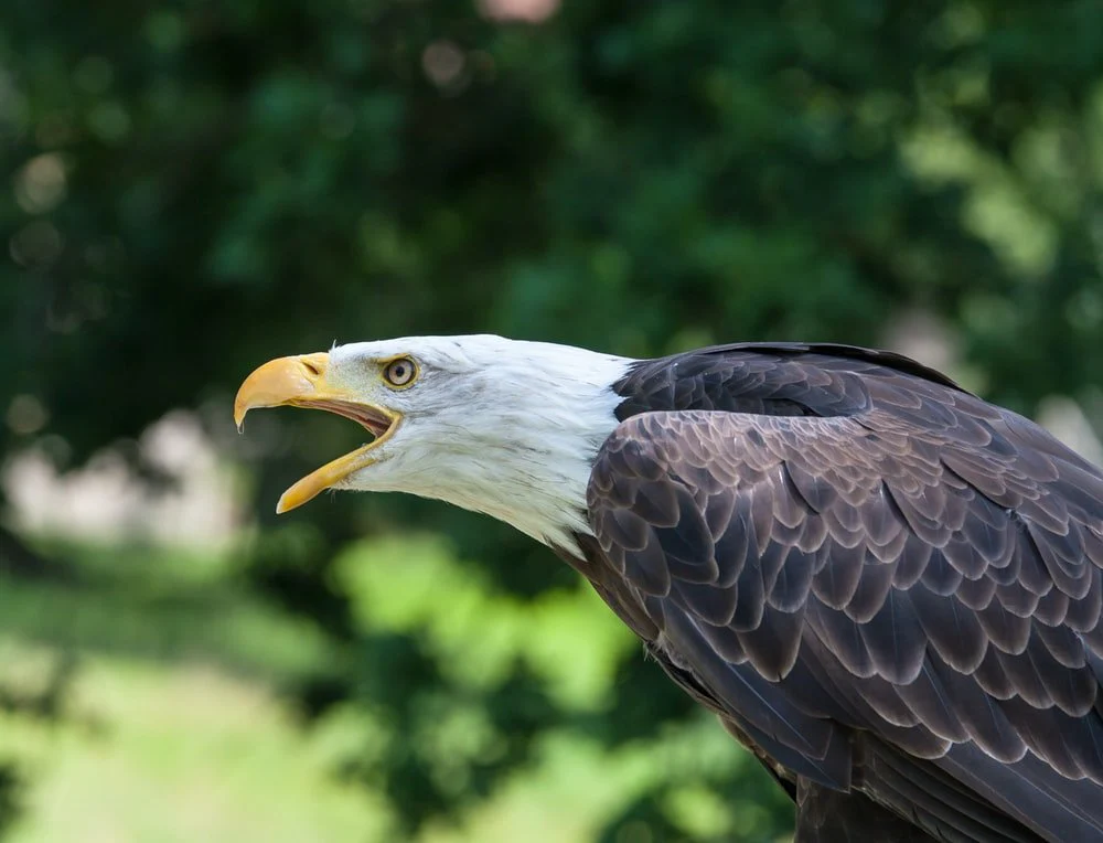 Paint By Numbers | Bald Eagle - Black Bald Eagle