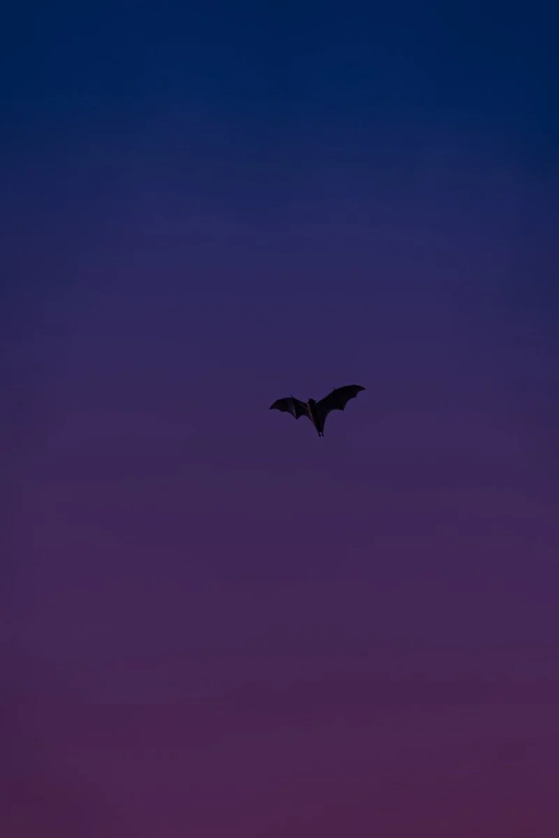 Paint By Numbers | Bat - Black Bird Flying In The Sky