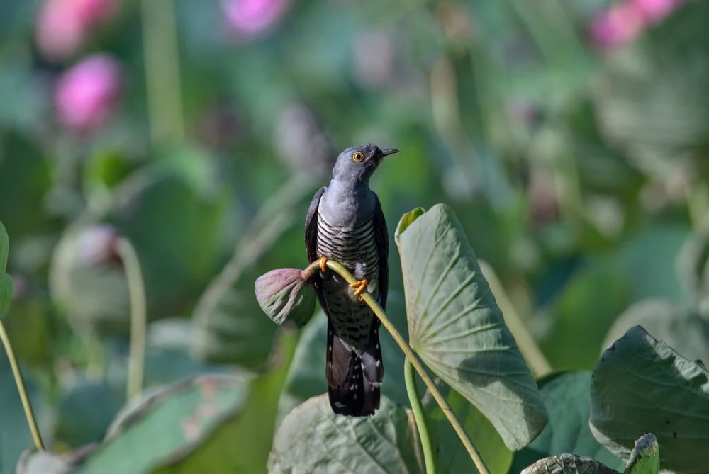 Paint By Numbers | Cuckoo - Black Bird On Flower