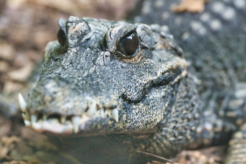 Paint By Numbers | Alligator - Black Crocodile Lying On Ground