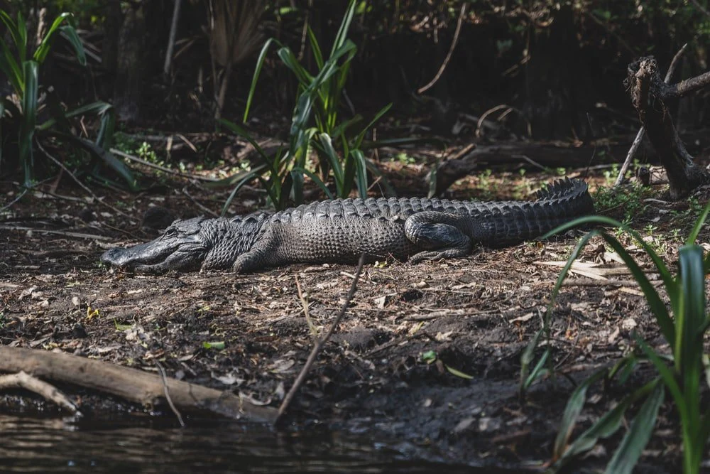 Paint By Numbers | Alligator - Black Crocodile On Green Grass During Daytime