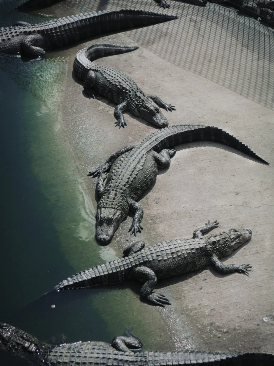 Paint By Numbers | Crocodile - Black Crocodile On Green Water