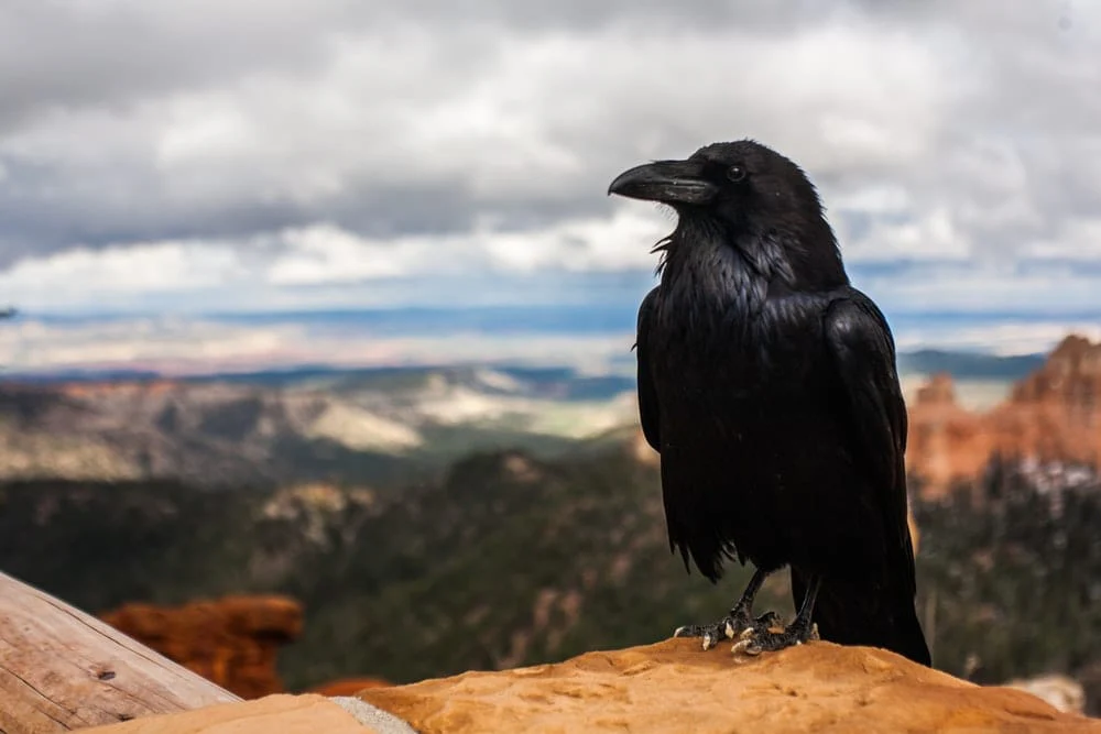 Paint By Numbers | Raven - Black Crow On Brown Rock Under Cloudy Sky At Daytime