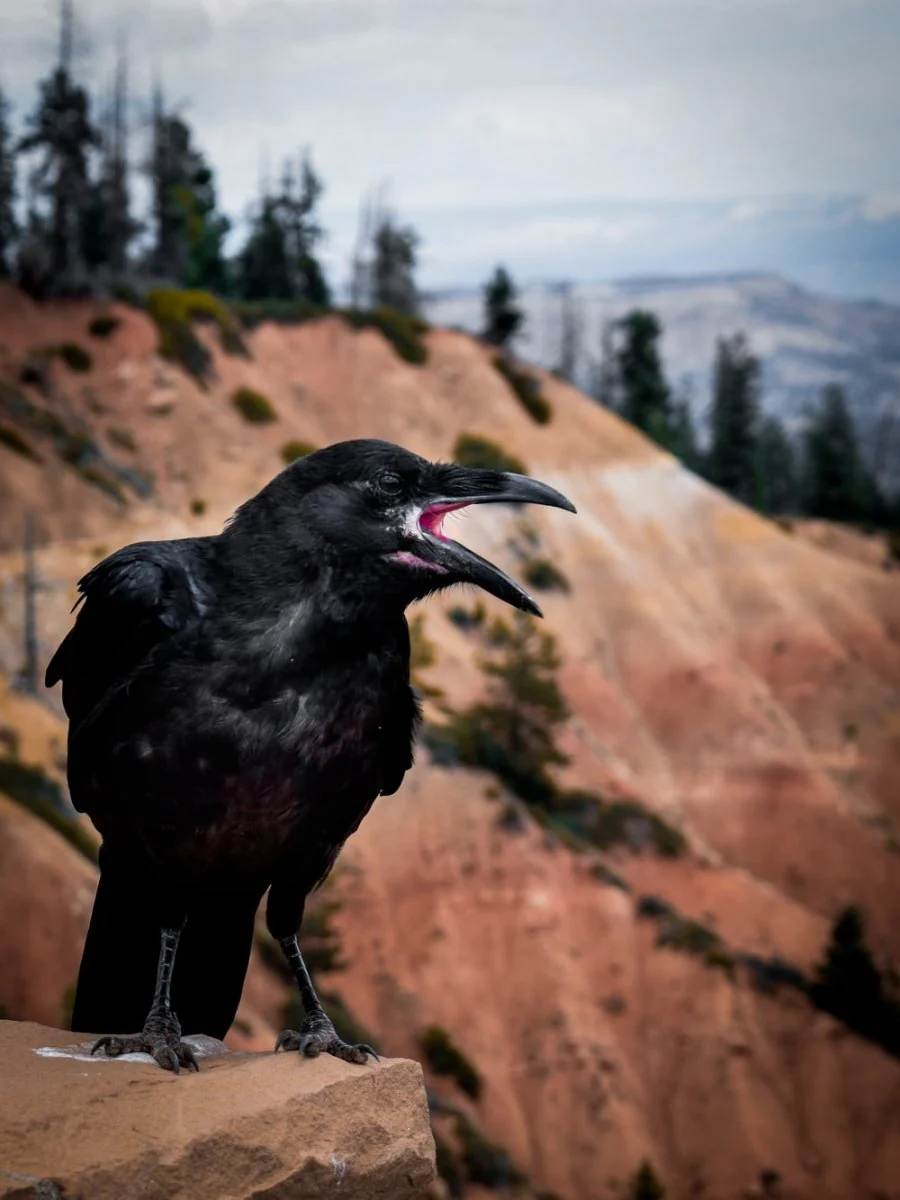 Paint By Numbers | Crow - Black Crow On Rock Formation During Daytime