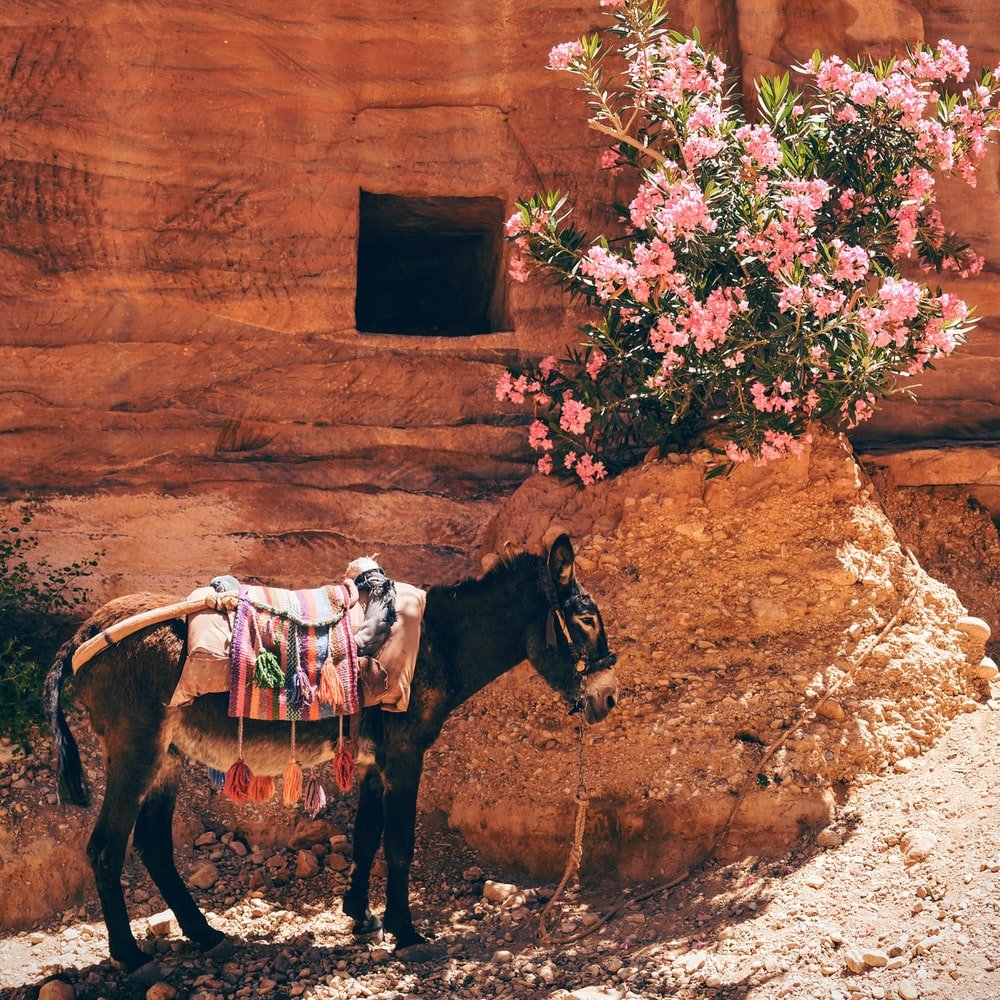 Paint By Numbers | Mule - Black Donkey Near The Pink Flowers