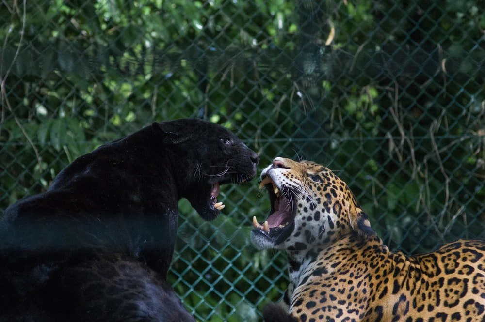 Paint By Numbers | Black Panther - Black Jaguar And Brown And Black Leopard Fighting