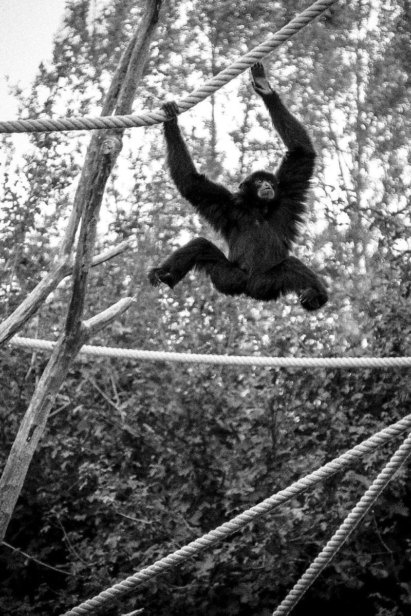 Paint By Numbers | Ape - Black Monkey Hanging On Rope