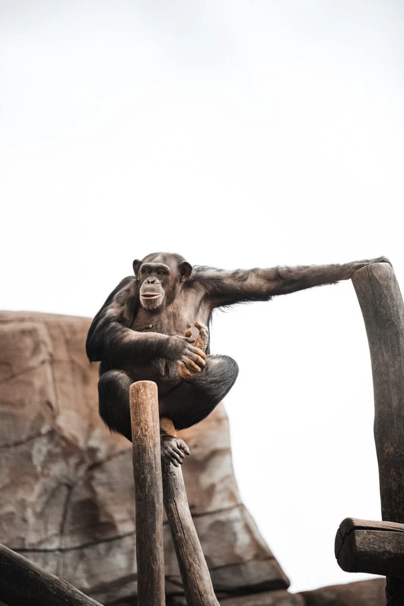 Paint By Numbers | Chimpanzee - Black Monkey On Brown Wooden Stick