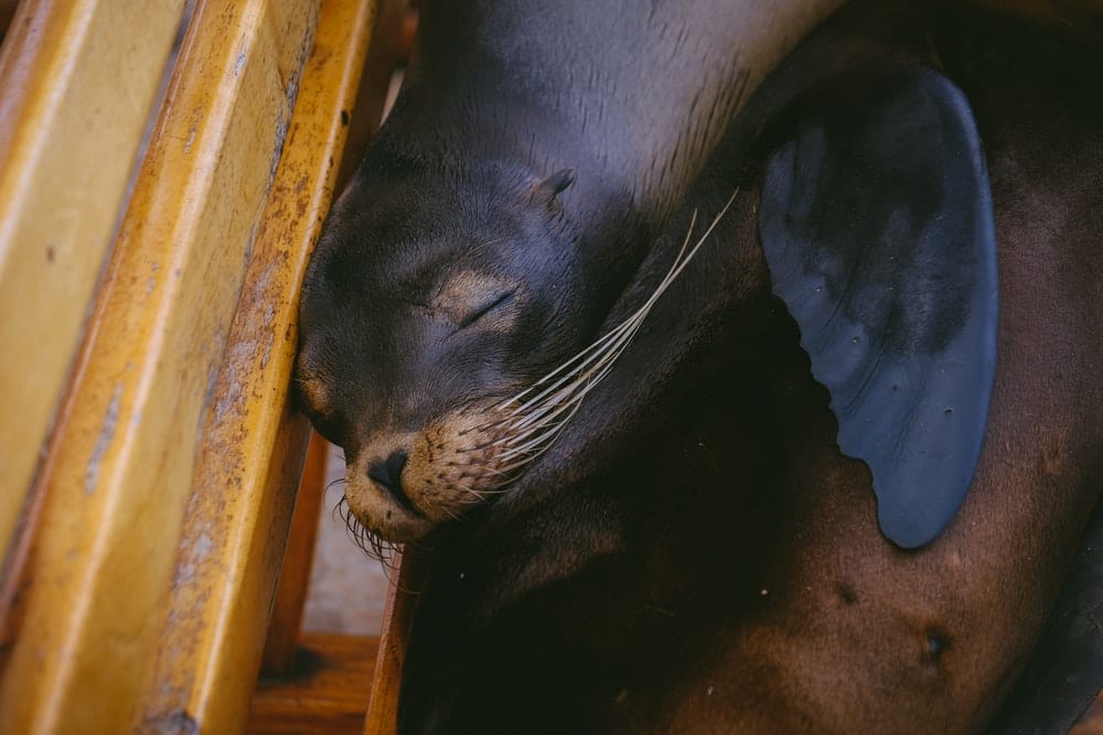 Paint By Numbers | Sea Lion - Black Sea Lion