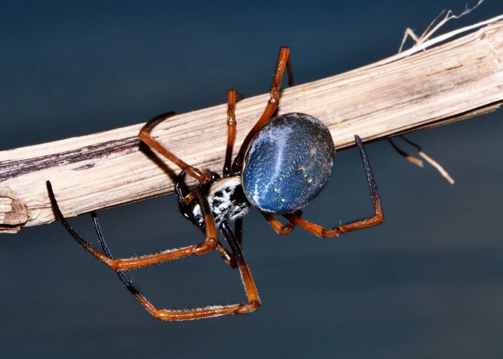 Paint By Numbers | Black Widow Spider - Black Spider On Brown Wooden Plank