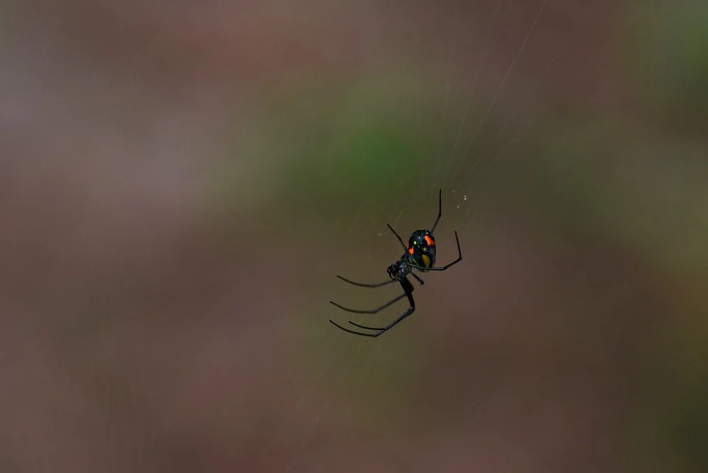Paint By Numbers | Black Widow Spider - Black Spider On Web In Close Up Photography