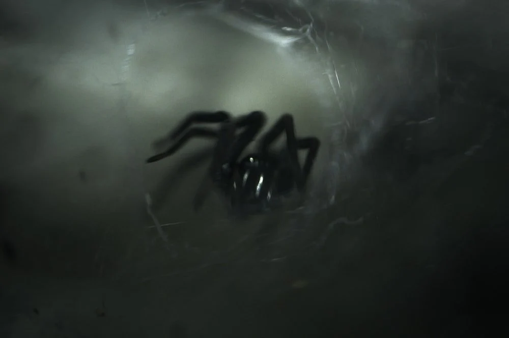 Paint By Numbers | Black Widow Spider - Black Spider With Web