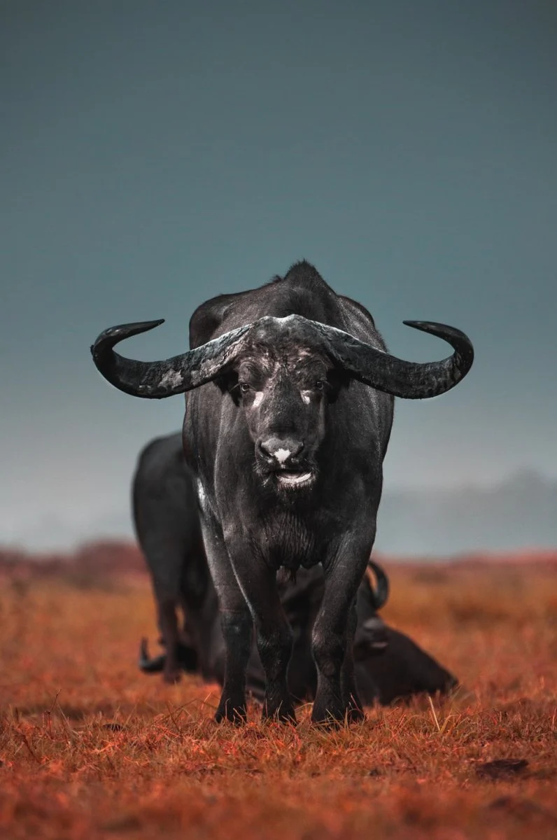 Paint By Numbers | Buffalo - Black Water Buffalo On Brown Field During Daytime