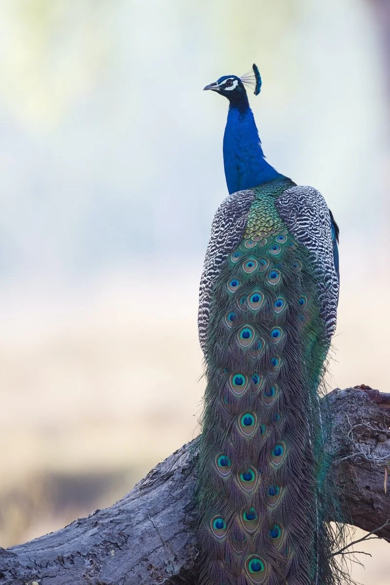 Paint By Numbers | Peacock - Blue And Green Peacock