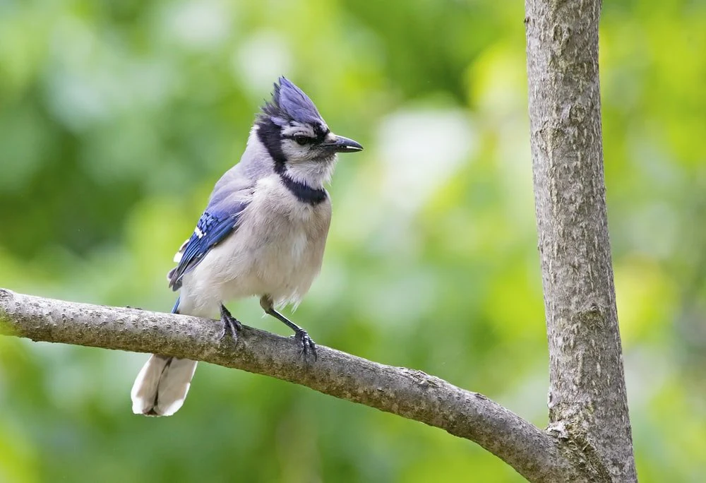 Paint By Numbers | Blue Jay - Blue And Purple Jay Bird On Tree Branch