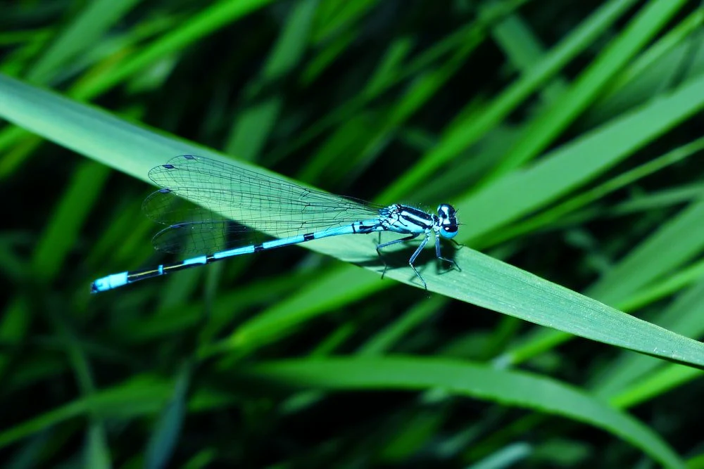 Paint By Numbers | Dragonfly - Blue Damselfly