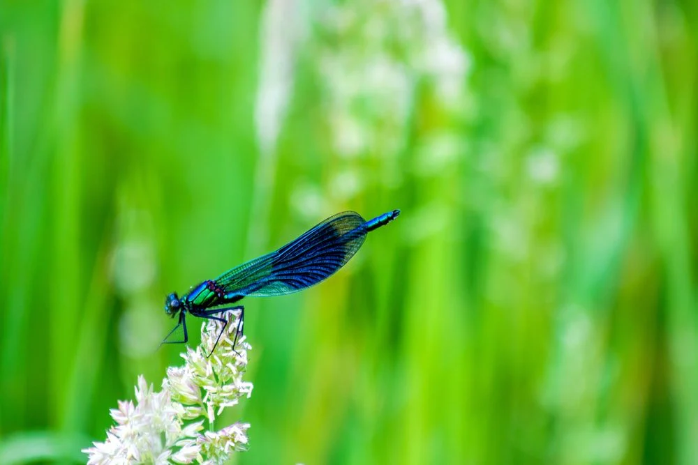 Paint By Numbers | Dragonfly - Blue Dragonfly On White Flower Buds