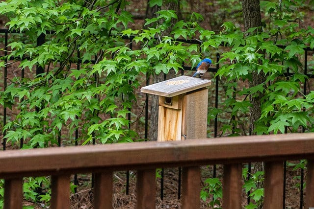 Bluebird Bluebird Nest A Bluebird House Paint By Number Kit