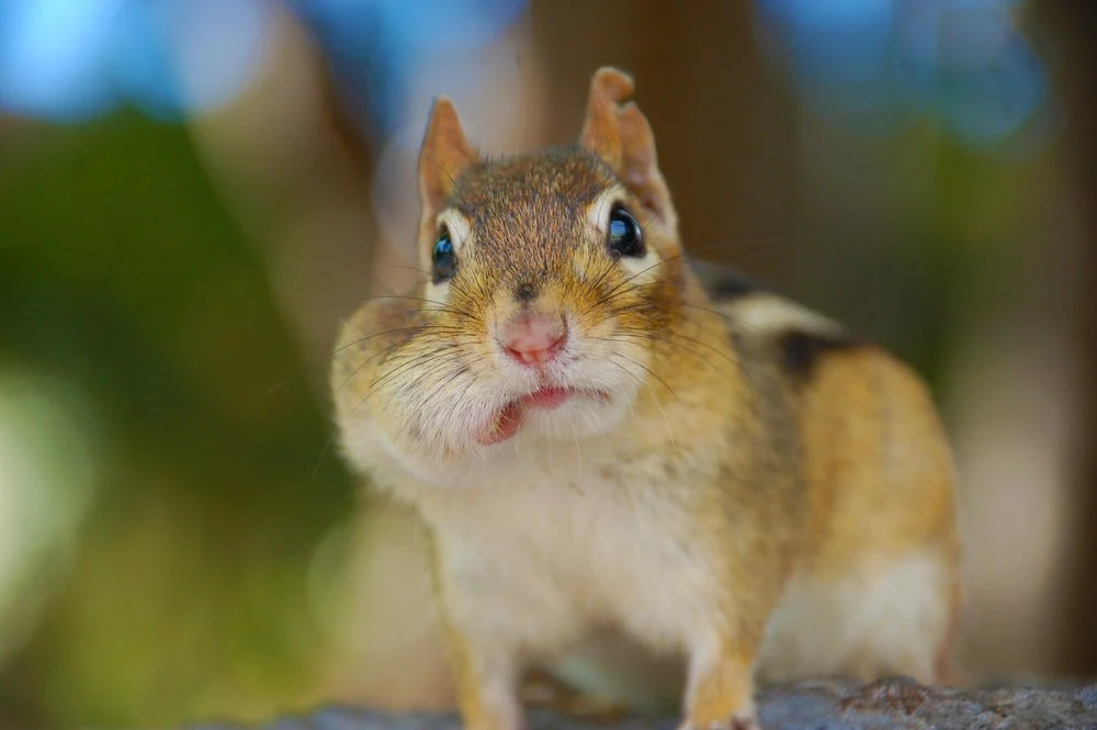 Paint By Numbers | Chipmunk - Bokeh Photography Of A Brown Squirrel